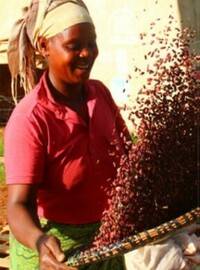 Tansania Rohkaffee Produktion