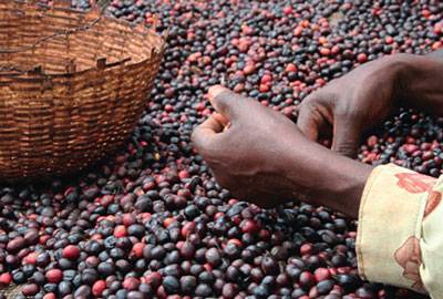 Yirgacheffe grüne Kaffeebohnen Äthiopien