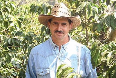 Guatemala rohe Kaffeebohnen