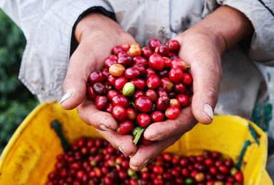 Kolumbien Direct Trade Kaffee